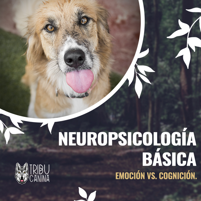 Tribu Canina | Neuropsicología básica. Emoción vs. cognición